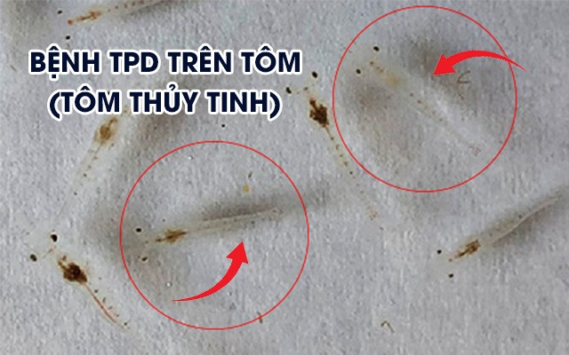  Bệnh TPD trên tôm: Nguy cơ đe dọa ngành nuôi tôm